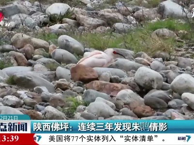 陕西佛坪：连续三年发现朱鹮倩影