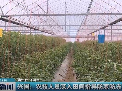 兴国：农技人员深入田间指导防寒防冻