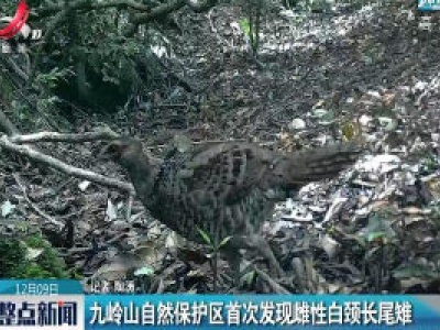 九岭山自然保护区首次发现雌性白颈长尾雉  