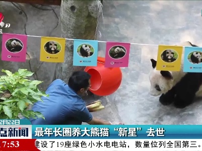 最年长圈养大熊猫“新星”去世