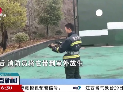 贵州：猫头鹰误入火锅店