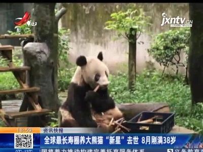 全球最长寿圈养大熊猫”新星“去世 8月刚满38岁