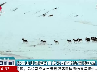 祁连山甘肃境内百余只西藏野驴雪地狂奔