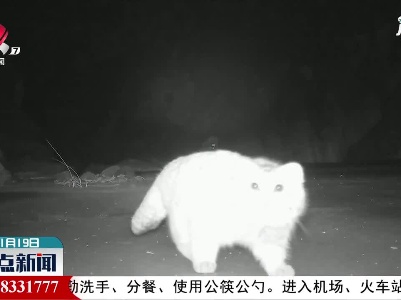 甘肃安南坝保护区首次拍到雪豹幼崽活动画面