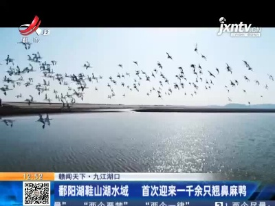 【赣闻天下】九江湖口：鄱阳湖鞋山湖水域 首次迎来一千余只翘鼻麻鸭