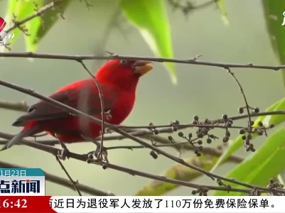 罕见鸟类血雀现身云南德宏