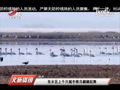 抚州：东乡区上千只越冬候鸟翩翩起舞