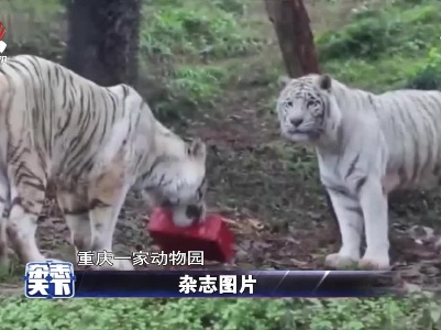 重庆一家动物园 给动物派发新年礼盒