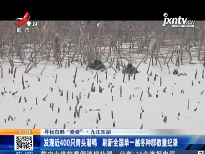 【寻找白鹤“爱爱”】九江东湖：发现近400只青头潜鸭 刷新全国单一越冬种群数量纪录