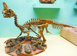 赣州发现7000万年前正孵卵的窃蛋龙化石 与现代鸟类孵蛋姿态一致  