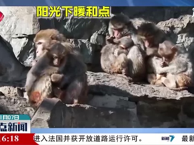 北京：冷冷冷 它们抱团取暖