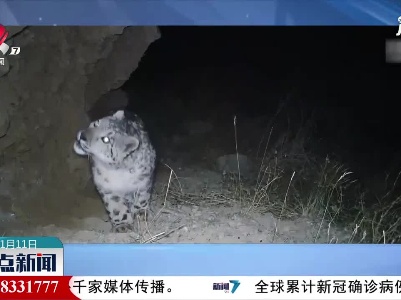 甘肃酒泉：雪豹“巡山”
