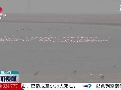 江西天津联合放飞9只被救候鸟