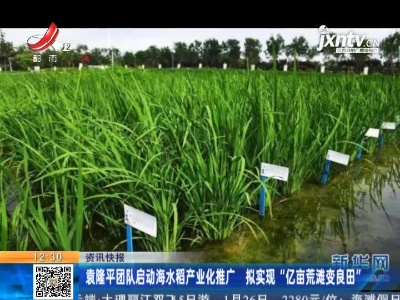 袁隆平团队启动海水稻产业化推广 拟实现“亿亩荒滩变良田”