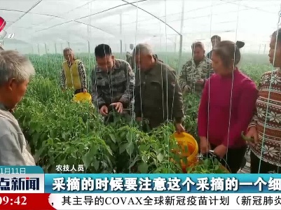 赣州：积极应对低温天气 保障蔬菜产业发展