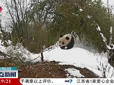 野生大熊猫 冰雪出镜