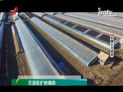 农博士大讲堂20210127 苤蓝保护地栽培