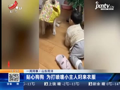 【一周网事】山东荷泽：贴心狗狗 为打喷嚏小主人叼来衣服