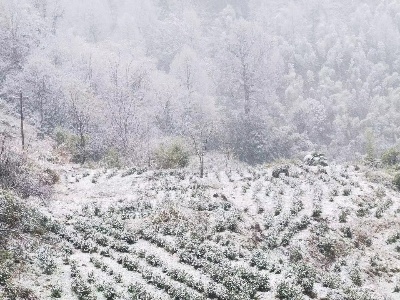 江西鹰潭：瑞雪兆丰年 鹰潭市第一场降雪如期而至