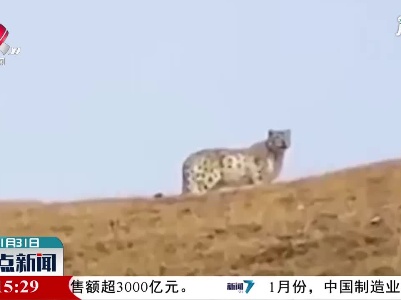 四川·原来你也在巡山：巡山员巡山偶遇雪豹