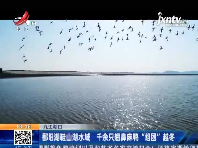 九江湖口：鄱阳湖鞋山湖水域 千余只翘鼻麻鸭“组团”越冬