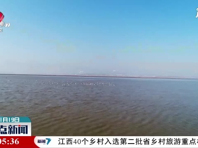 湖口：鄱阳湖鞋山湖水域首次迎来千余只越冬候鸟翘鼻麻鸭