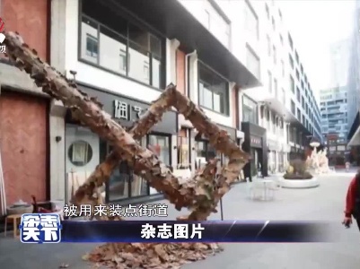 上海画家街 10万片的秋叶用来装点街道