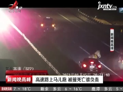 浙江：高速路上马儿跑 被撞死亡谁负责