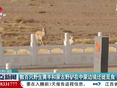 数百只野生黄羊和蒙古野驴在中蒙边境迁徙觅食