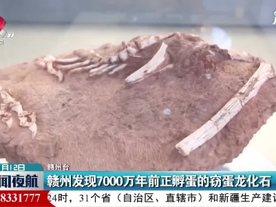 赣州发现7000万年前正孵蛋的窃蛋龙化石