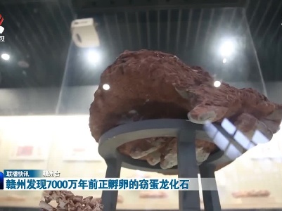 赣州发现7000万年前正孵卵的窃蛋龙化石