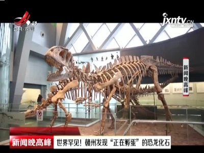 世界罕见！赣州发现“正在孵蛋”的恐龙化石