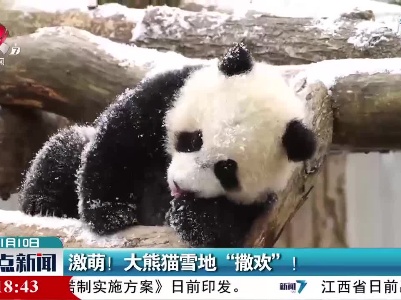 四川：激萌！大熊猫雪地“撒欢”！