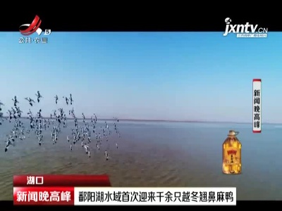 湖口：鄱阳湖水域首次迎来千余只越冬翘鼻麻鸭