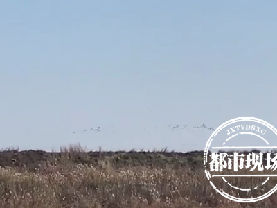 悬赏10000元，寻找这只鸟！它和江西缘分太深了