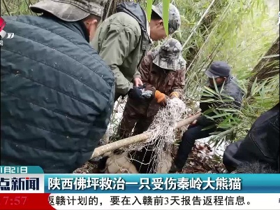 陕西佛坪救治一只受伤秦岭大熊猫