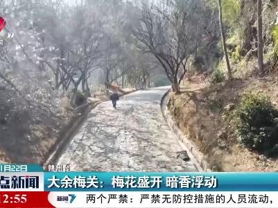 大余梅关：梅花盛开 暗香浮动