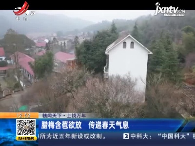 【赣闻天下】上饶万年：腊梅含苞欲放 传递春天气息
