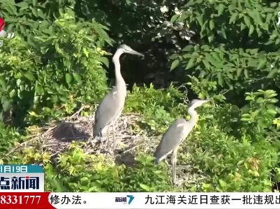 鄱阳湖：首批3000只夏候鸟飞抵