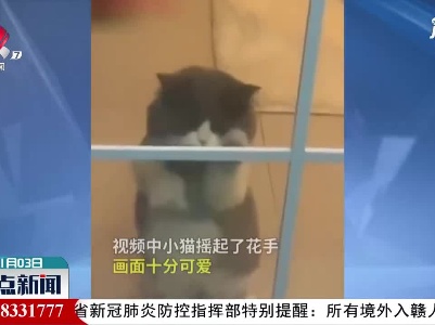 广东深圳：萌翻了 贪吃小猫急得挠门摇花手