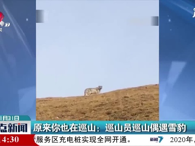 原来你也在巡山：巡山员巡山偶遇雪豹