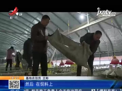 吉安万安：寒潮来袭 为畜禽送“暖”