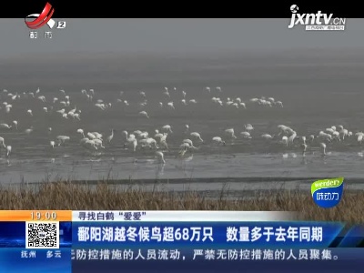 【寻找白鹤“爱爱”】鄱阳湖越冬候鸟超68万只 数量多于2019年同期