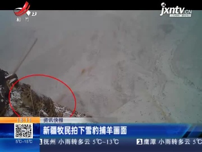 新疆牧民拍下雪豹捕羊画面