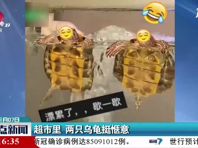河北沧州：超市里 两只乌龟挺惬意