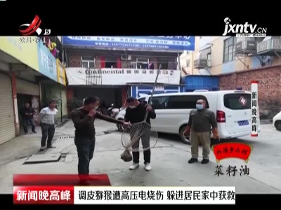 南宁：调皮猕猴遭高压电烧伤 躲进居民家中获救