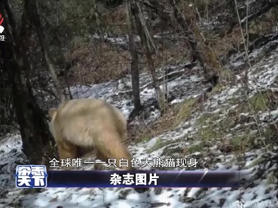 四川卧龙 全球唯一一只白色大熊猫现身