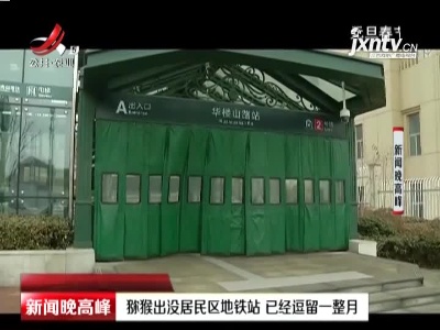 山东：猕猴出没居民区地铁站 已经逗留一整月
