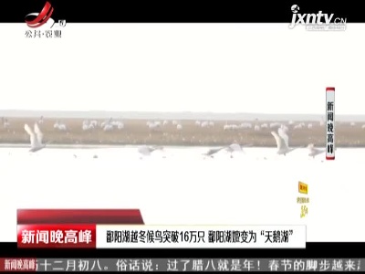 鄱阳湖越冬候鸟突破16万只 鄱阳湖嬗变为“天鹅湖”