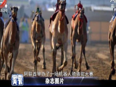 阿联酋举办了一场机器人骑骆驼大赛